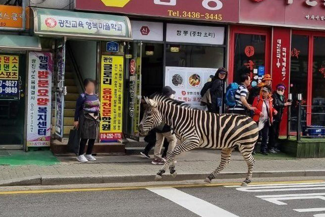 얼룩말연합.jpg