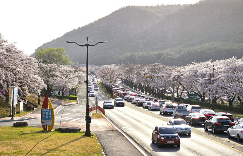 古都 경주는 하얀 꽃 대궐…상춘객 봄빛 만끽
