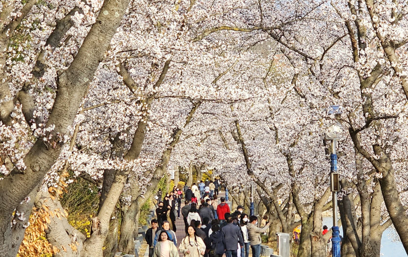 古都 경주는 하얀 꽃 대궐…상춘객 봄빛 만끽