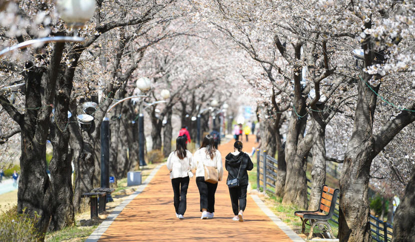 [영주 가볼만한 곳] 주말 영주 서천 둑길·원당천 만개…벚꽃터널서 인생샷 찰칵