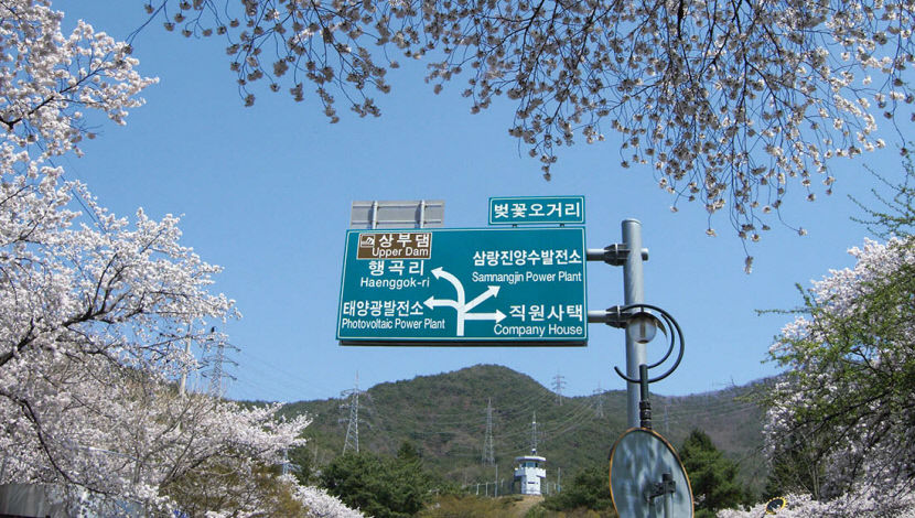 [주말&여행] 밀양 삼랑진읍 안태마을, 활짝 열린 절정의 봄길…마을 어딜 걸어도 벚꽃 명당