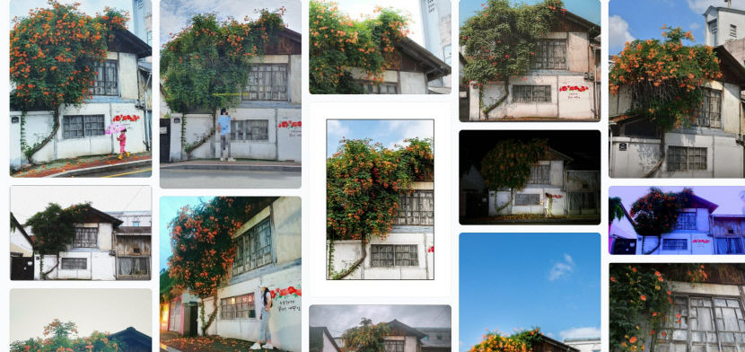 사진촬영 명소 경산 자인 능소화 나무 6일 복원