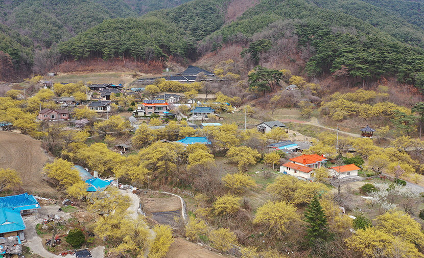 [봉화 가볼만한 곳] 산수유 만개한 봉화 띠띠미마을…노란 물결 상춘객 유혹
