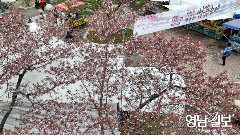 [포토뉴스] 이른 벚꽃엔딩 벚꽃축제장은 한산