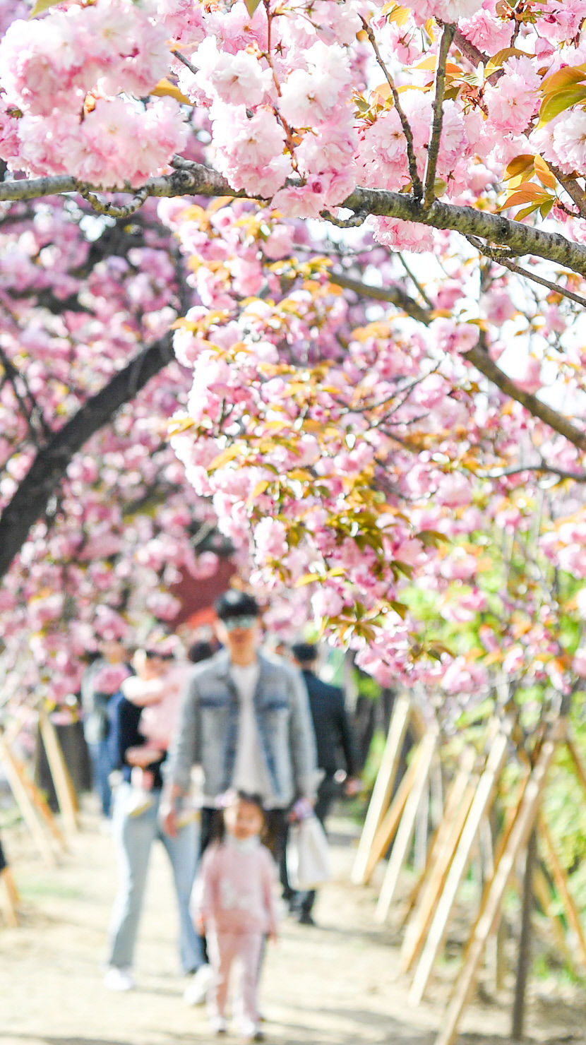 [포토뉴스] 대구 월곡역사공원, 겹벚꽃 만개로 봄 향연