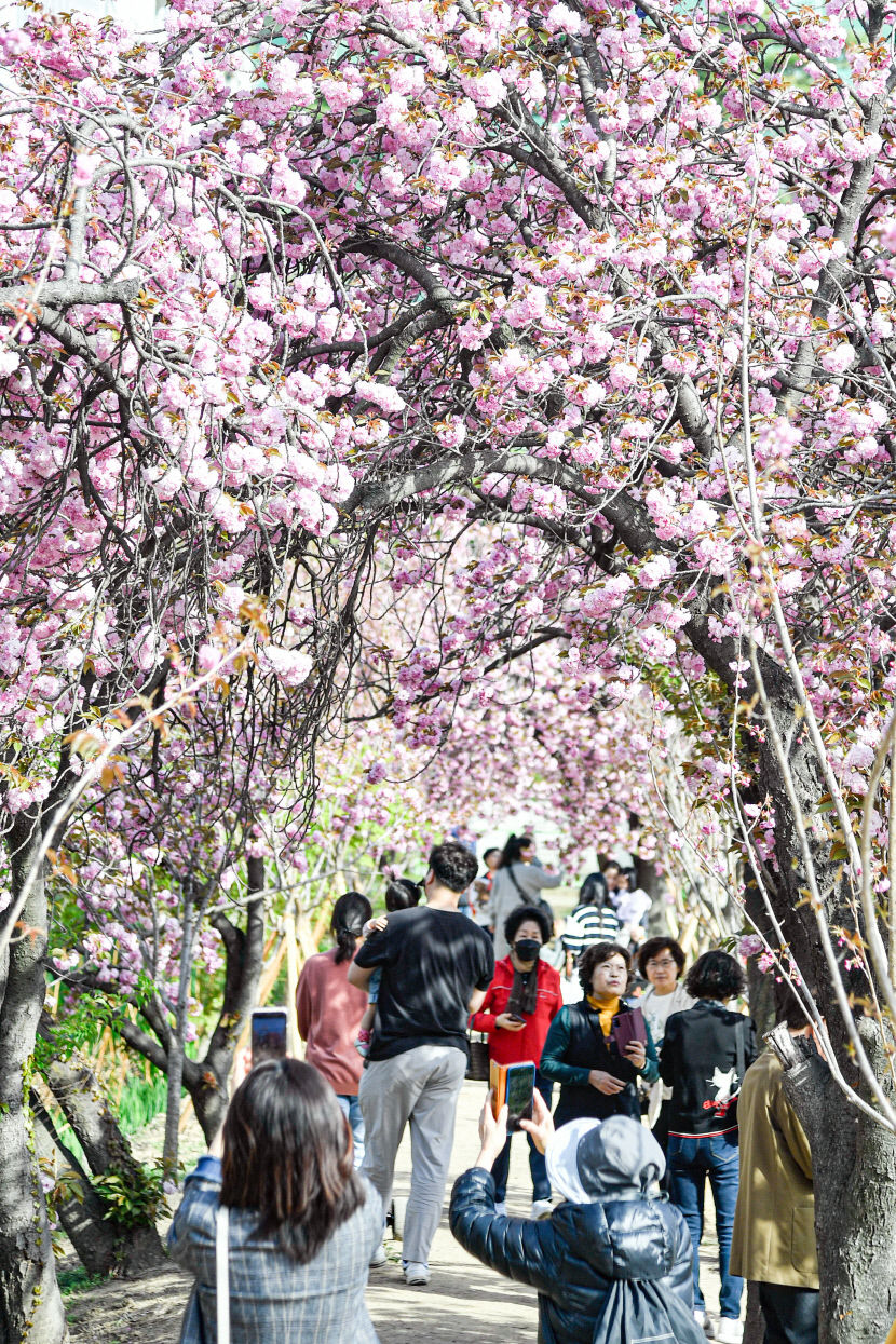 [포토뉴스] 대구 월곡역사공원, 겹벚꽃 만개로 봄 향연