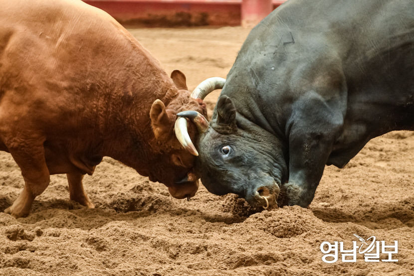 [포토뉴스] 4년 만에 열린 청도소싸움축제