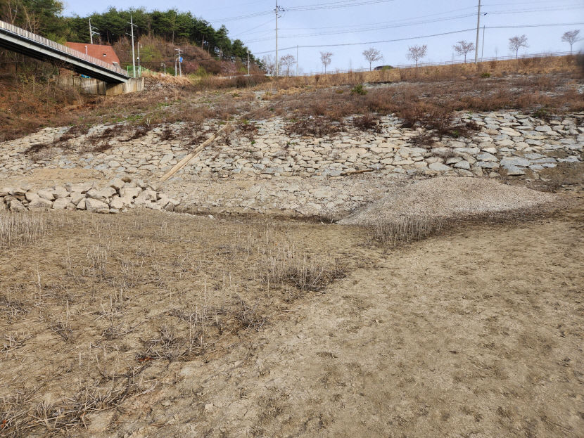 영주댐 상류 철거 안한 제방… 수질 오염 부추겼다