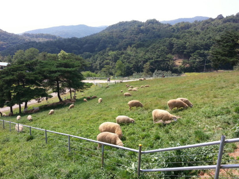 [여기 어때~] 경북의 숨은 핫플레이스…청도읍성·상주경천대·칠곡양떼목장