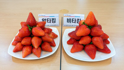 딸기 수출 효자 알타킹·비타킹 농가 보급 확대…경북도, 육묘업체와 3년간 통상 계약 체결