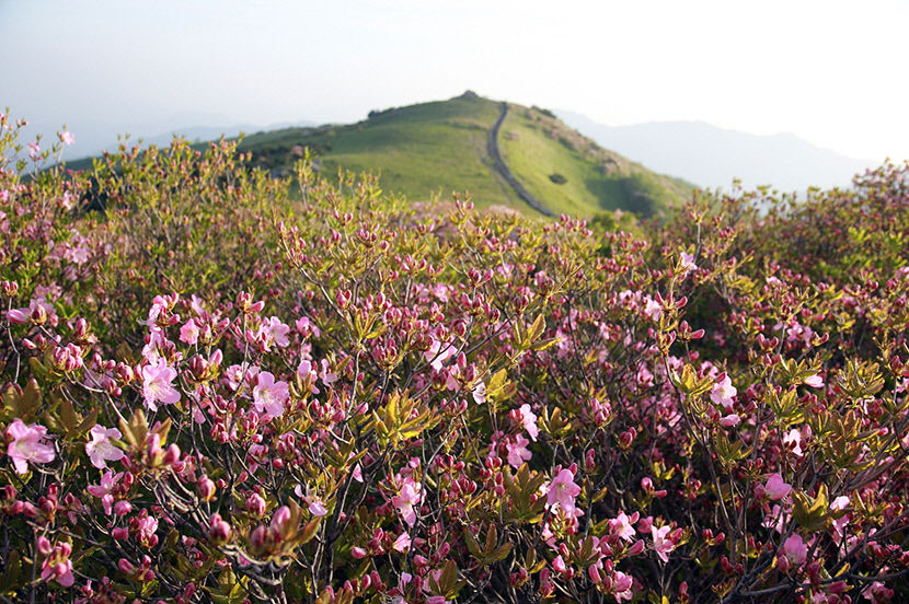 [영주 가볼만한 곳] 소백산 연분홍 철쭉 만개…27일 소백산철쭉제 열려
