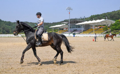 전국 승마인들 경북으로 몰린다 전국 규모 대회 최다 개최