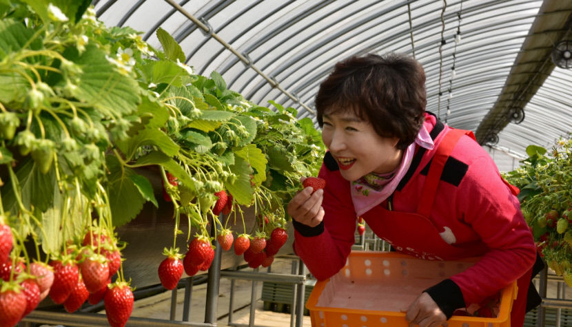 [동네뉴스] 빨간 딸기는 따뜻한 사람의 마음 같다 나월옥씨의 딸기 예찬