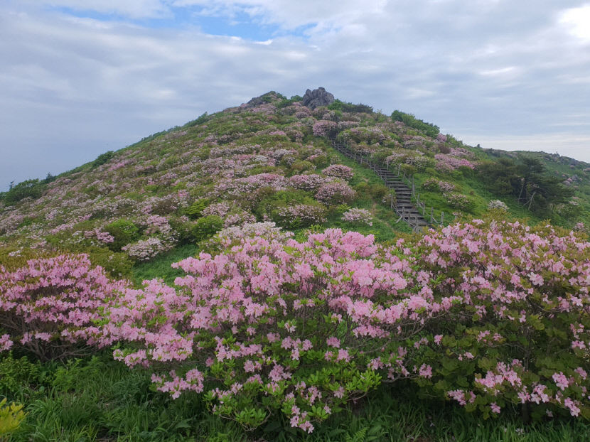 2023 영주 소백산철쭉제 성황리 폐막