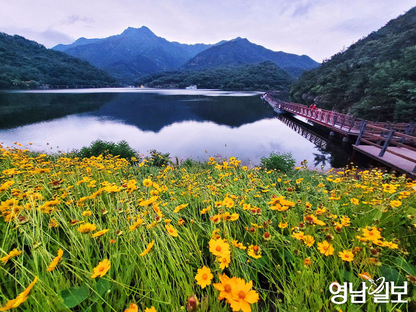 [포토뉴스] 금오지에 활짝 핀 금계국