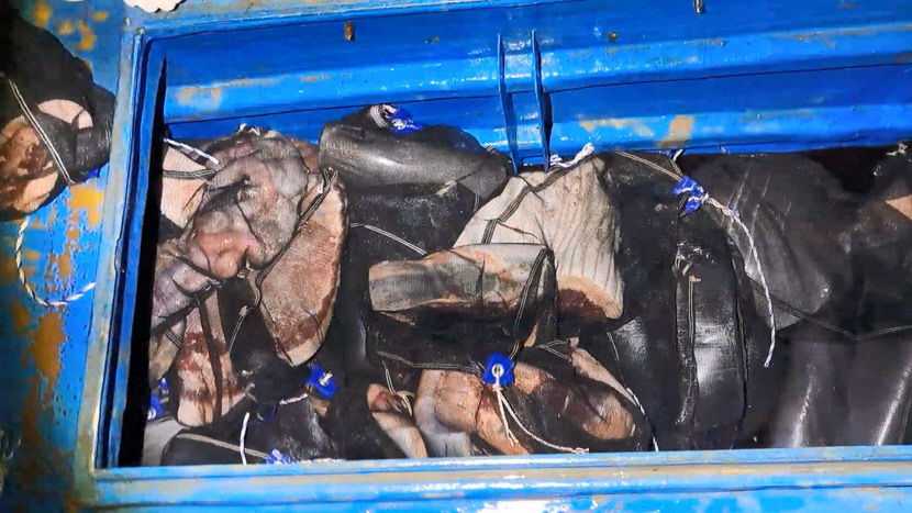 불법포획 고래 운반사범 현장에서 검거