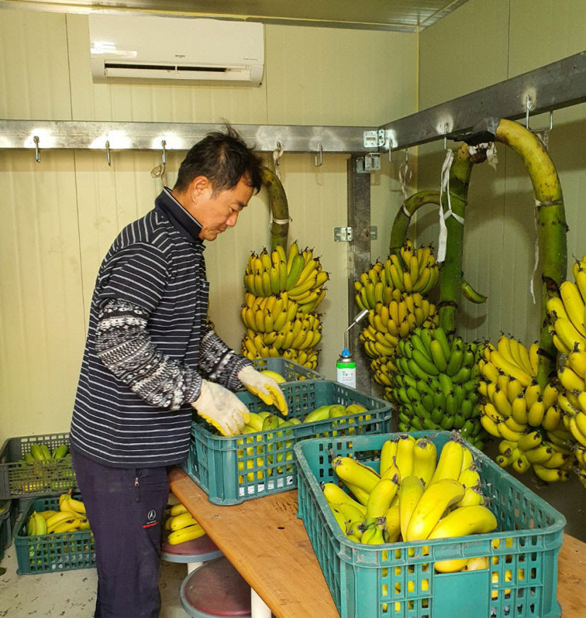 포항 바나나, 경주 한라봉…경북 과일지도 바뀐다