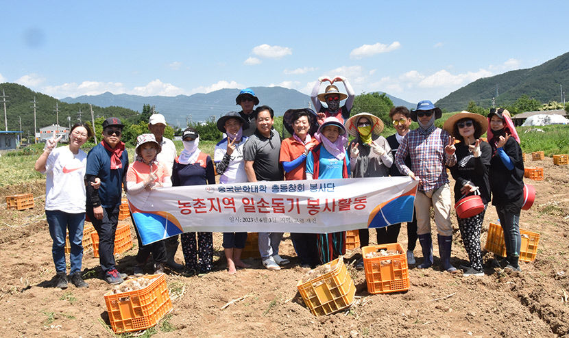 중국문화대학 봉사단, 고령서 마늘 수확 등 일손돕기