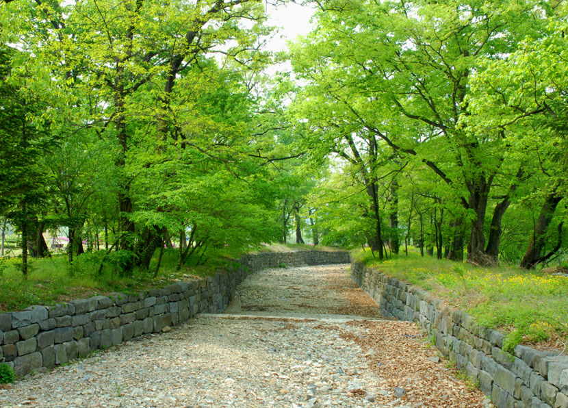 [의성 가볼만한 곳] 의성 점곡면 사촌마을 방풍림 숲길 따라 산책하기 안성맞춤