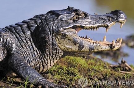 영주 무섬마을에 악어 출현? 신고로 지역 발칵