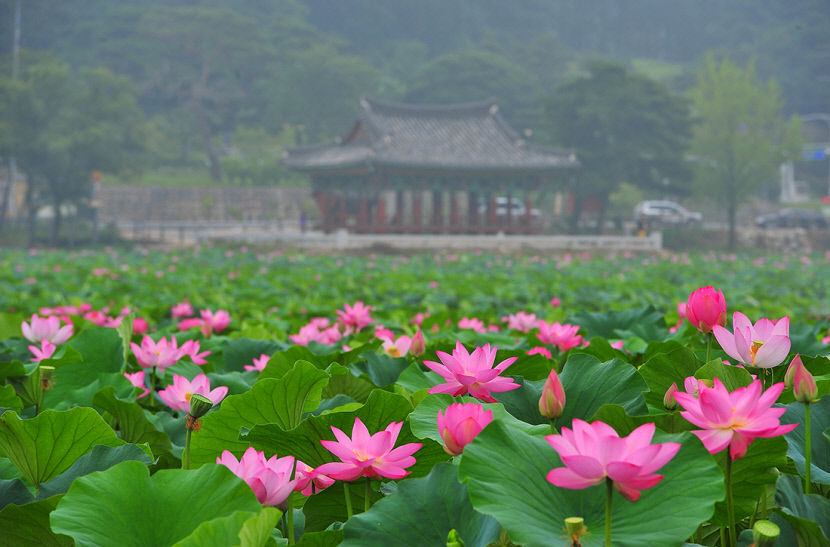 [청도 가볼만한 곳] 청도 유등연지 석양 질 때 섬과 조화…여름철 낭만 최적지
