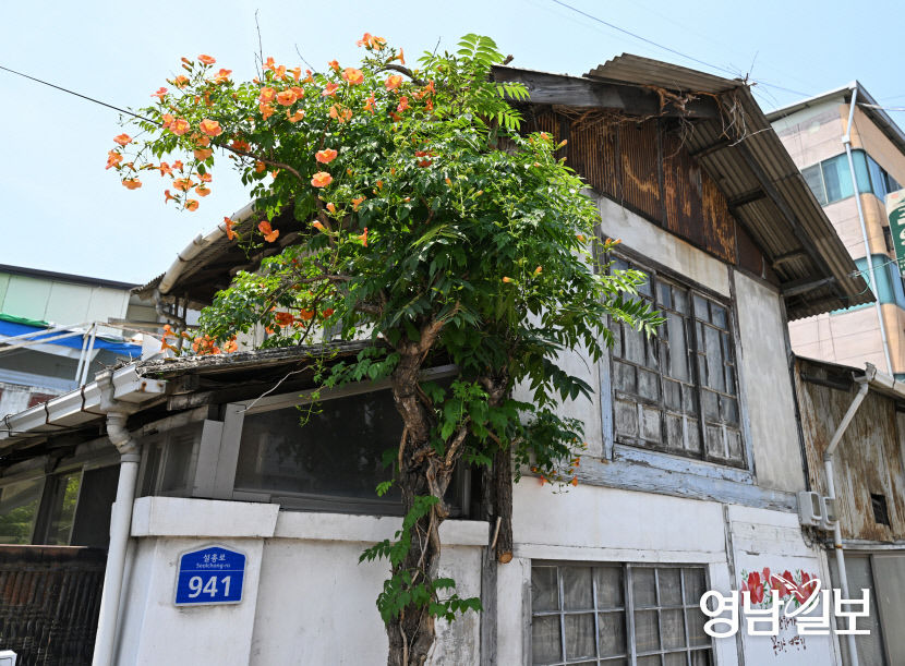 경북 경산 자인 능소화 꽃 피다