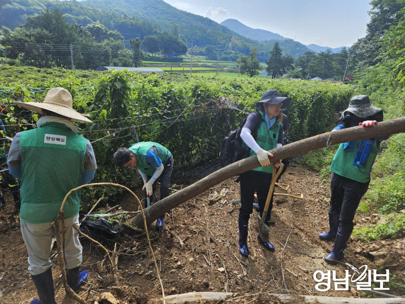 경북도청 및 출자출연기관 간부들 주말 반납하고 폭염 속 구슬땀