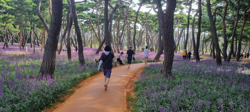 경주 황성공원, 전국에서 가장 아름다운 황토 맨발 길…천년 맨발 길 765m