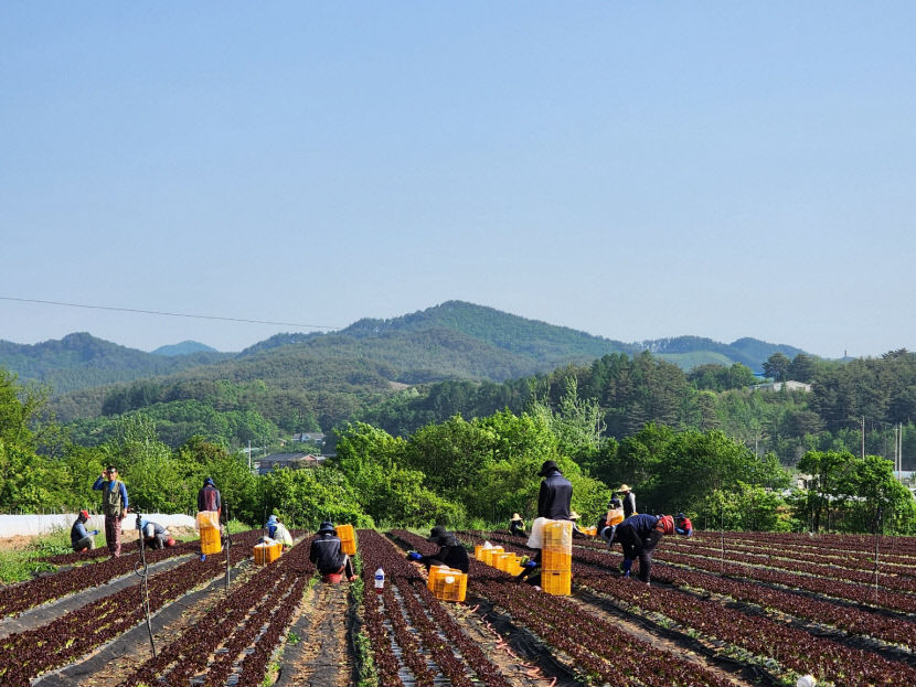 금추된 영양 고랭지 상추, 몸값 올라 지역경제 이끌어