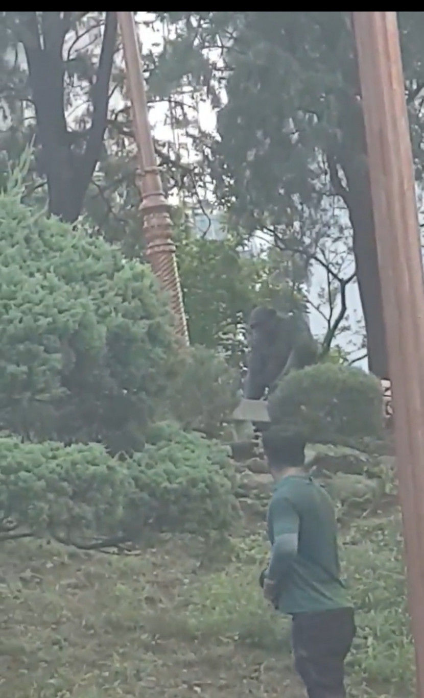 달성공원 우리 탈출했던 침팬지, 결국 마취총 맞고 폐사
