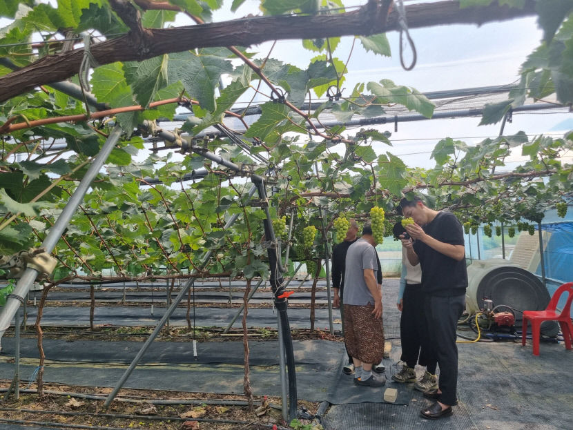 경산시 샤인머스캣 명예회복...내달 15일까지 품질관리단 운영