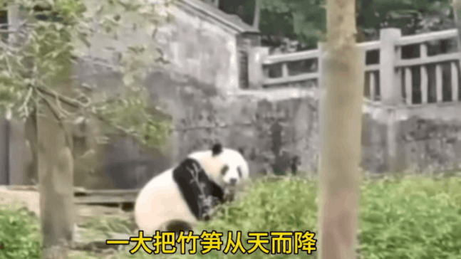 푸바오.gif