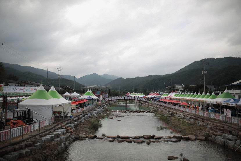 15일부터 문경오미자축제 열려