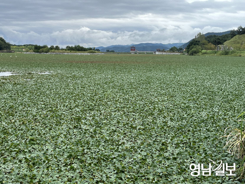 [단독] 경북도청신도시 대표 저수지 호민지 부레옥잠으로 골머리