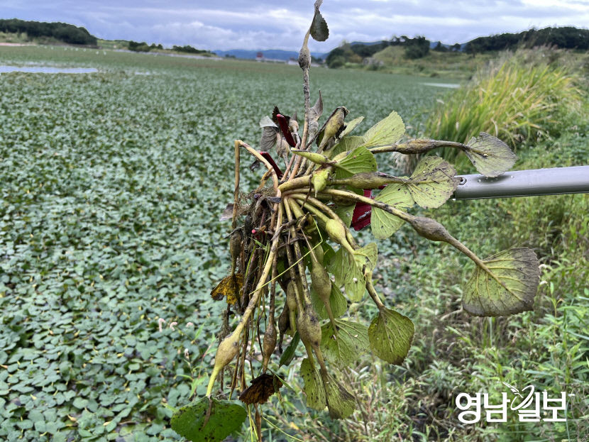 [단독] 경북도청신도시 대표 저수지 호민지 부레옥잠으로 골머리