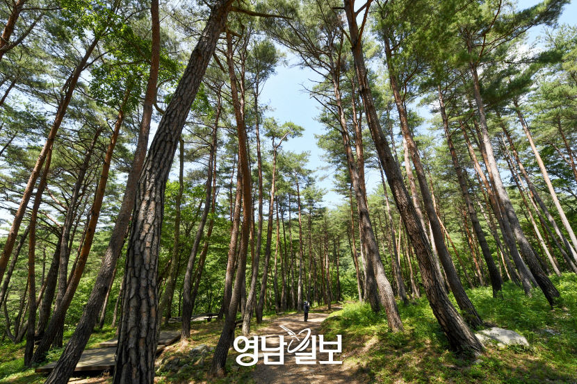 [별 따라 이야기 따라 영양에 취하다 .7] 검마산자연휴양림과 수비능이버섯축제…울창한 숲·시원한 계곡…별천지를 거닐다