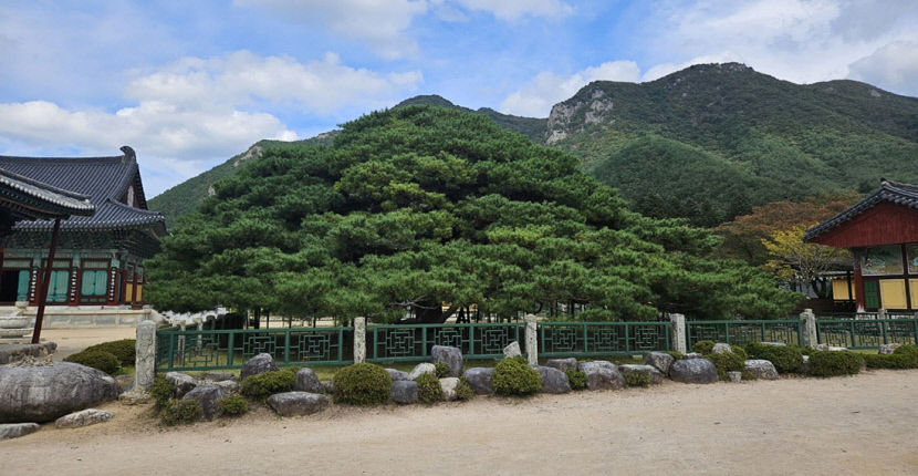 운문사 앞뜰 처진 소나무 전설…봄·가을엔 막걸리 뿌려주기도