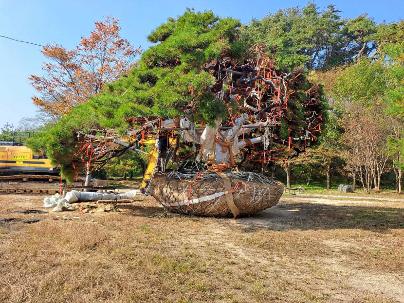 수령 300년 된 영주 순흥 소나무 반출 소식에 마을이 발칵