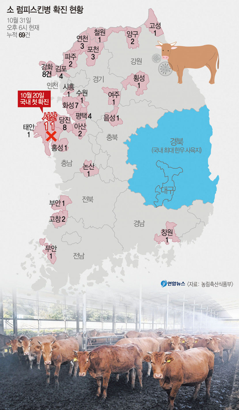 코앞까지 번진 소 럼피스킨병…경북도 긴급 예방 접종 강행