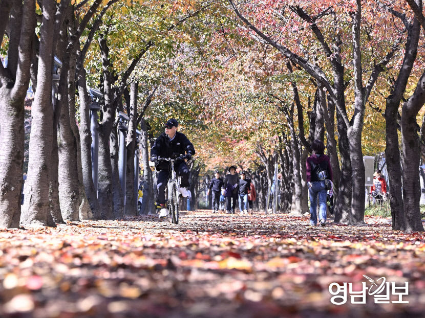 [포토뉴스] 단풍 든 수성못 벚나무길 걷는 시민들