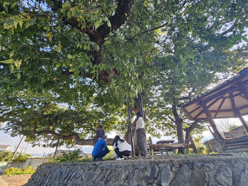 [영남일보-대구경북학회 공동기획 경북의 마을 지붕 없는 박물관] 경주 금척마을 역사문화유산형 박물관