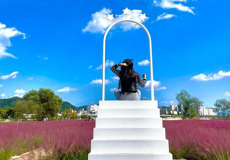 [안동 가볼만한 곳] 안동 낙동강변 그라스원…핑크뮬리 물결속 인생샷 찰칵