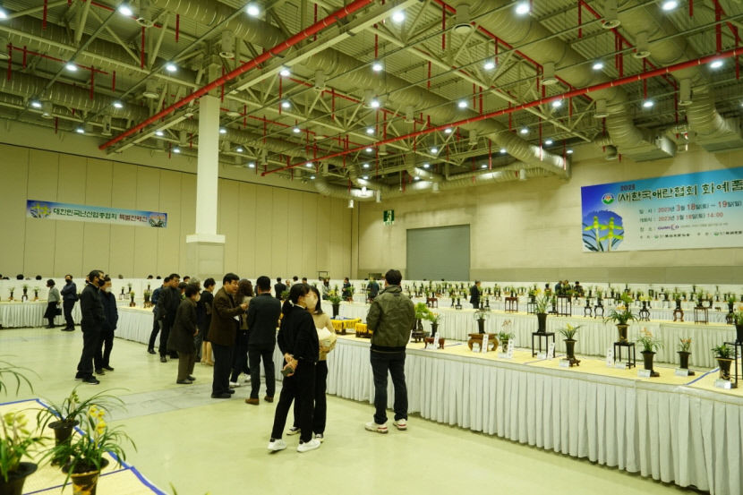 전국 춘란(春蘭) 애호가, 11~12일 경북 구미시 구미코에 모인다
