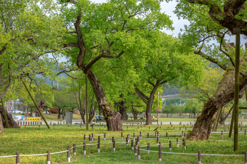 성주 성밖숲 한국관광공사의 대한민국 밤밤곡곡 100 선정