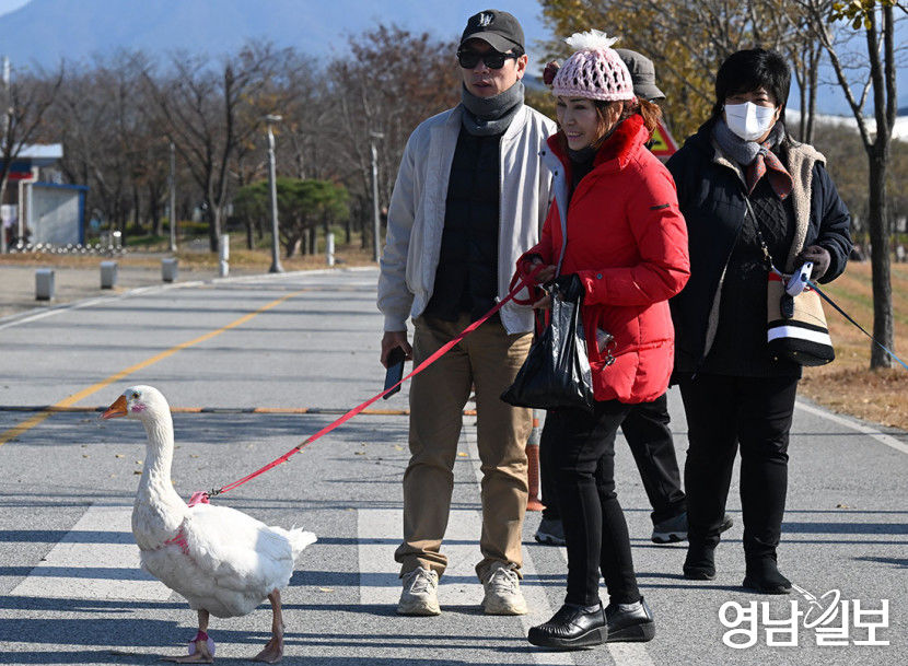 [포토뉴스] 거위와 함께 산책을