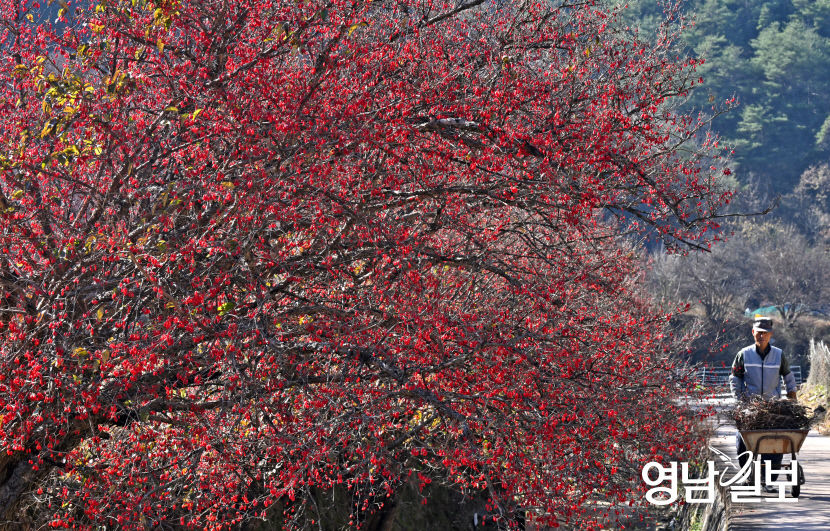 [포토뉴스] 경북 의성 산수유마을의 붉은 산수유 열매가 늦가을 정취 전해줘