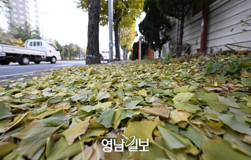 단풍? 단풍!…초록색 낙엽 가득한 푸른 겨울