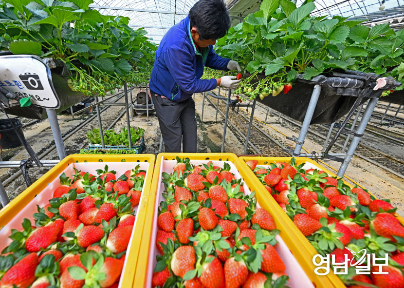 [포토뉴스] 겨울철 딸기 수확하는 고령 다산딸기조합농원