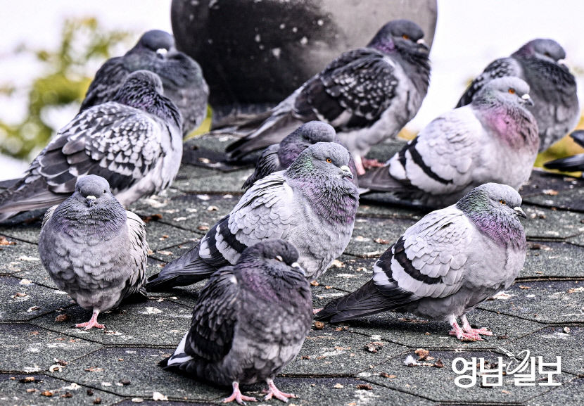 [포토뉴스] 추위에 깃털을 한껏 부풀린 비둘기들