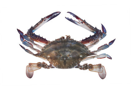 꽃게